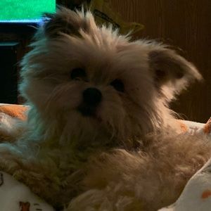 Meet your Posher, Margie